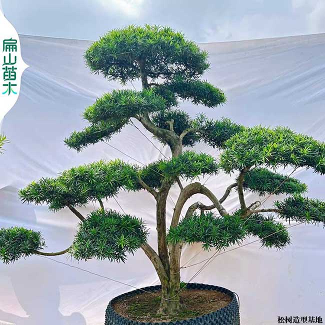 大小中葉羅漢松樹(shù)苗盆景 福建龍巖占地風(fēng)景羅漢松苗10CM50棵