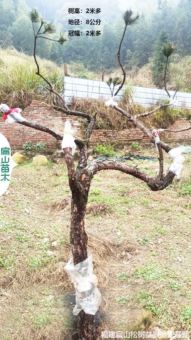 福建龍巖上杭縣SZ松樹(shù)造型盆景基地 刮油松馬尾華南黑松2M
