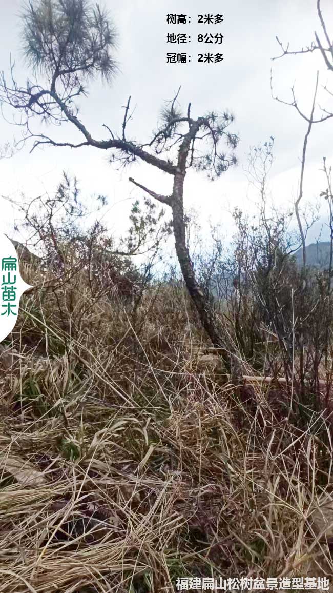 龍巖野生松樹造型