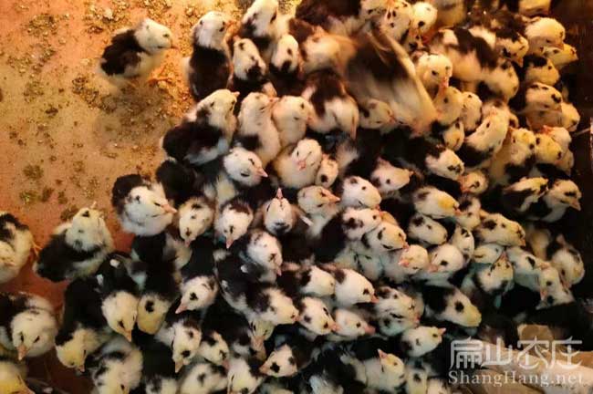 龍巖貴妃雞苗批發(fā)