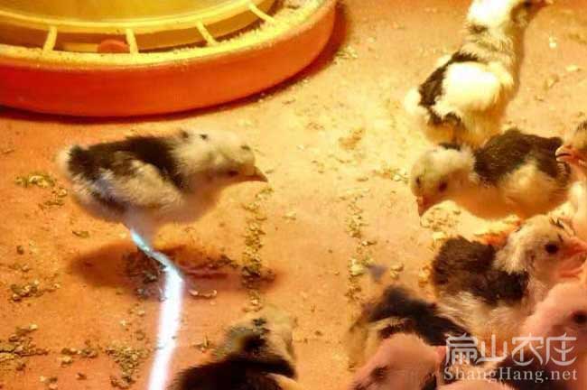 泉州貴妃雞苗批發(fā)