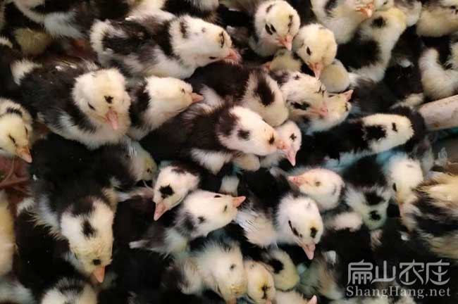 漳州貴妃雞孵化場(chǎng)