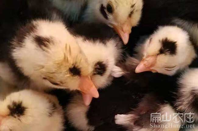 寧德貴妃雞苗批發(fā)