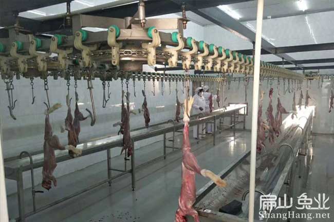 龍巖肉兔批發(fā)
