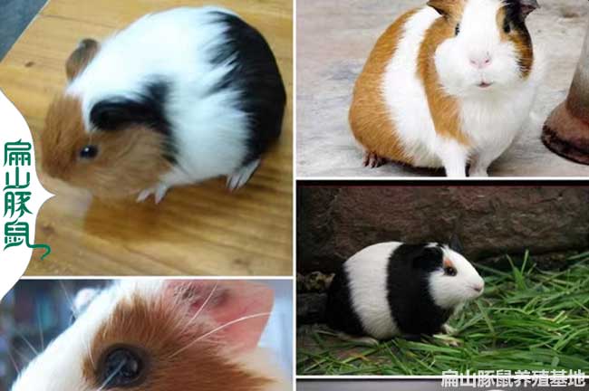 邵陽豚鼠養(yǎng)殖