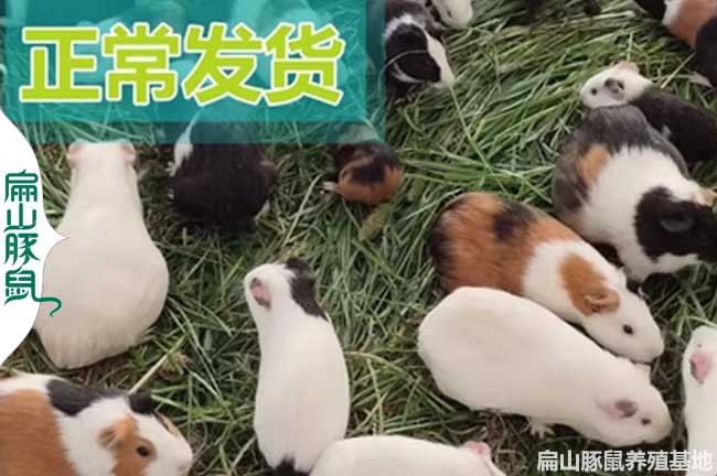 南昌白豚養(yǎng)殖基地