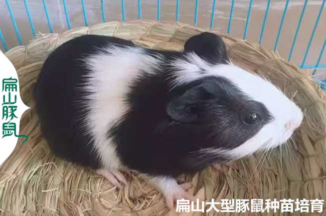 江西花豚鼠種苗批發(fā)