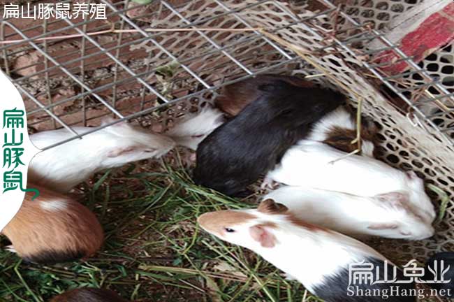 浙江花豚養(yǎng)殖 浙江花豚養(yǎng)殖