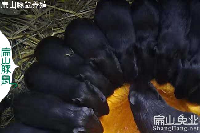 紹興黑炭種苗 紹興黑炭種苗