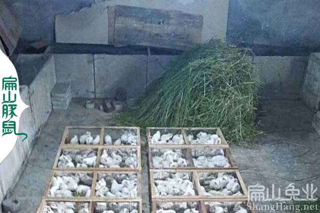 廣東實驗鼠養(yǎng)殖