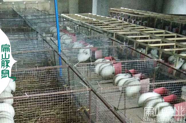 漳平豚鼠養(yǎng)殖