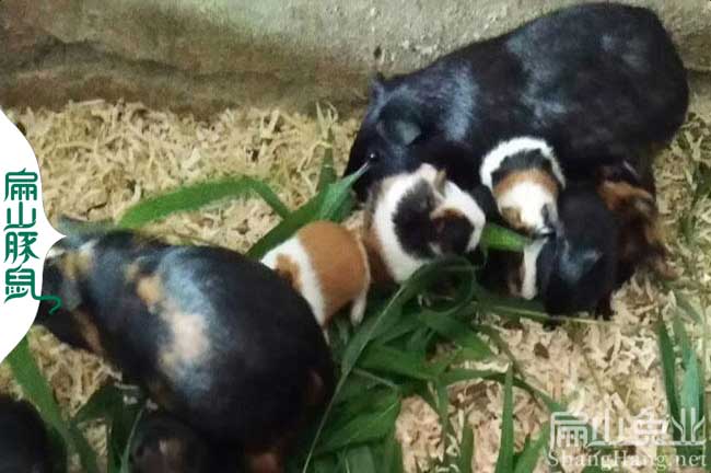 龍巖豚鼠回收