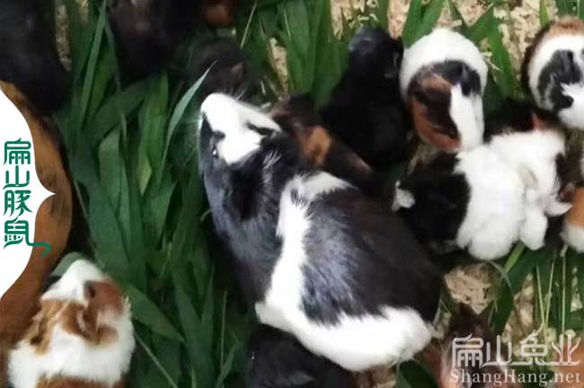 潮州豚鼠養(yǎng)殖場(chǎng) 潮州豚鼠養(yǎng)殖場(chǎng)