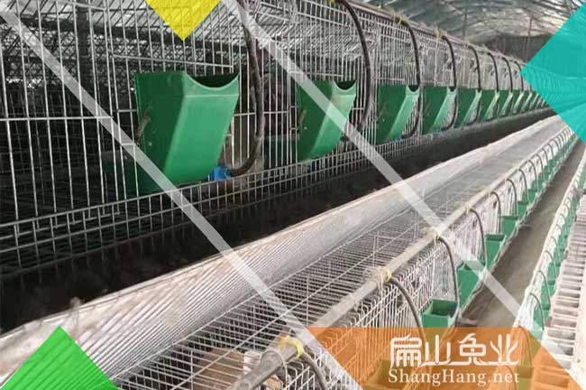 上杭舊縣竹鼠養(yǎng)殖