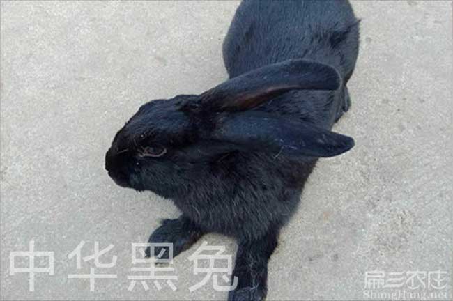 三明烏兔養(yǎng)殖
