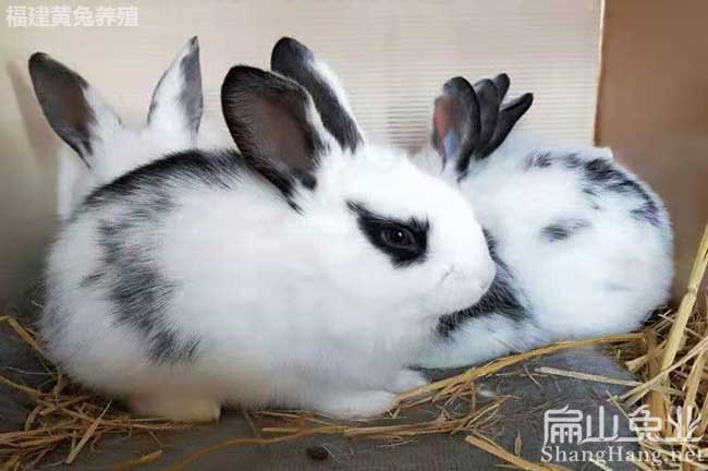 湖州寵物兔養(yǎng)殖 湖州寵物兔養(yǎng)殖