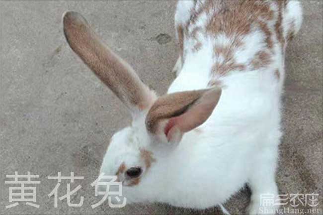 福建黃白竹鼠