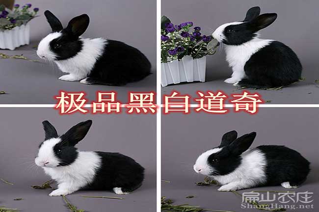 武平種兔養(yǎng)殖