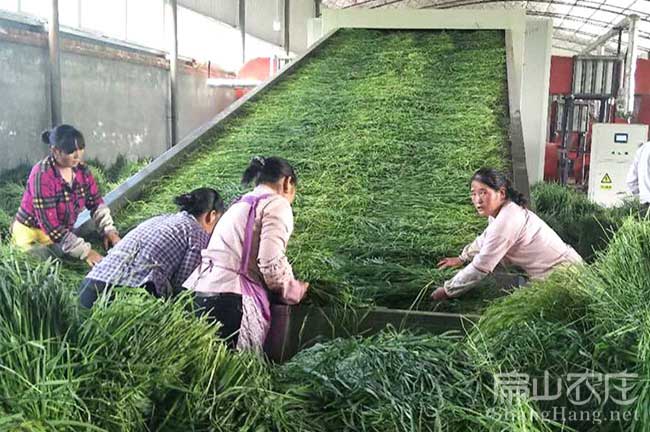 龍巖種兔草