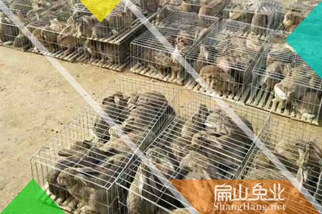 東肖比利時(shí)種兔