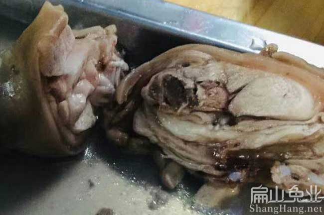 江西竹鼠養(yǎng)殖基