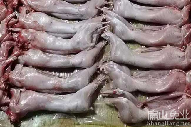 仙游商品兔批發(fā)
