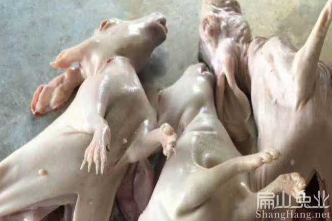 福建兔肉廠
