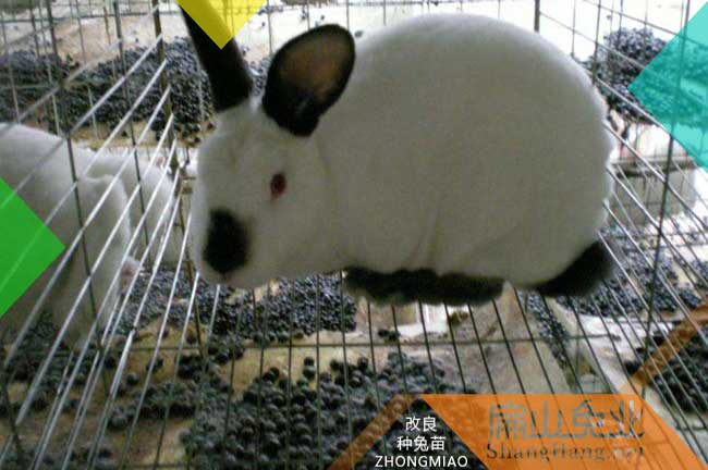 龍巖八點(diǎn)黑種兔