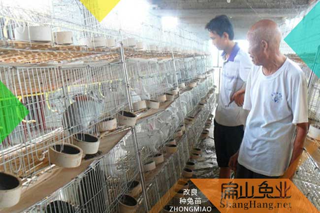 福州竹鼠養(yǎng)殖基地