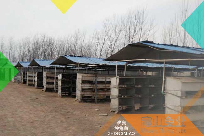 贛州種兔場
