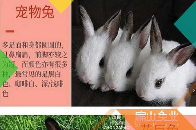湘橋種兔繁殖