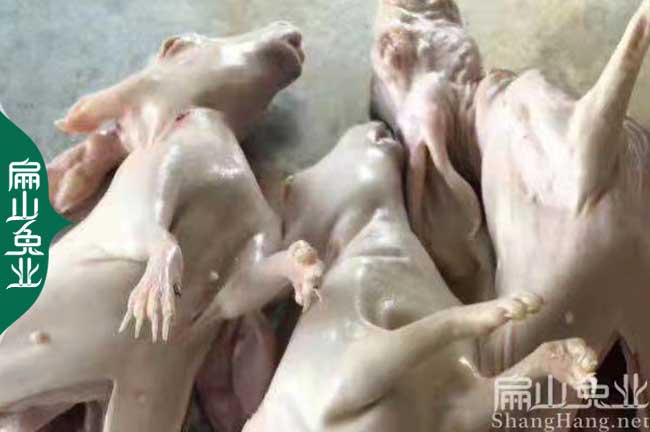 珠海肉兔養(yǎng)殖