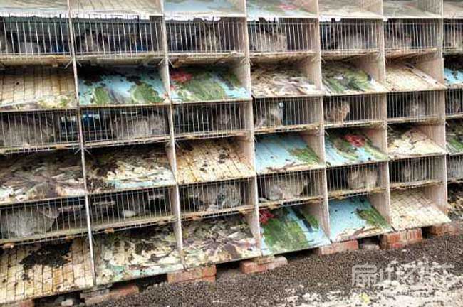 福建竹鼠種苗批發(fā)