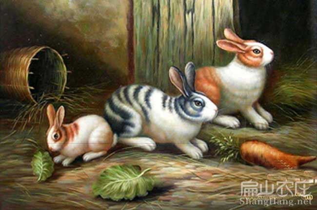 漳州花兔養(yǎng)殖