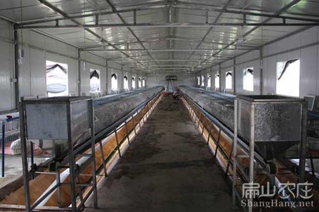 規(guī)模竹鼠養(yǎng)殖