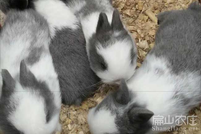 漳州種兔養(yǎng)殖