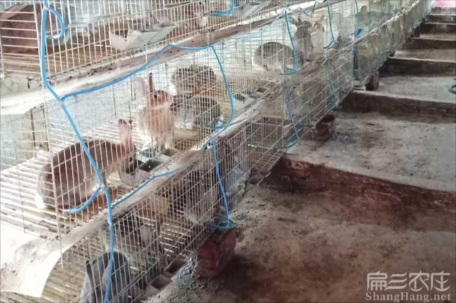 雜交兔批發(fā)