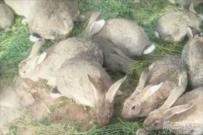 永定野兔種苗