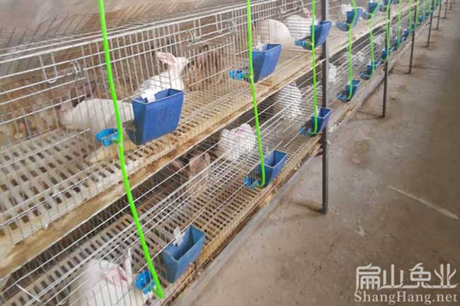 廣東伊拉兔養(yǎng)殖