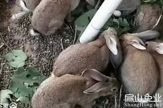 紹興比利時兔養(yǎng)殖