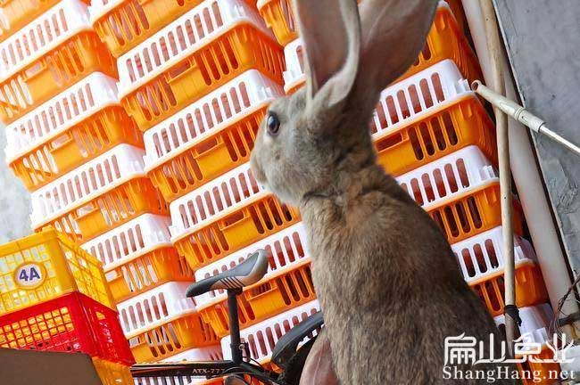 種兔批發(fā)