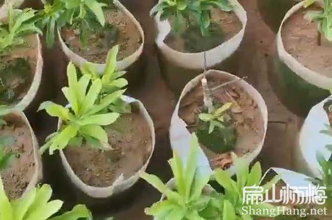 荸薺楊梅