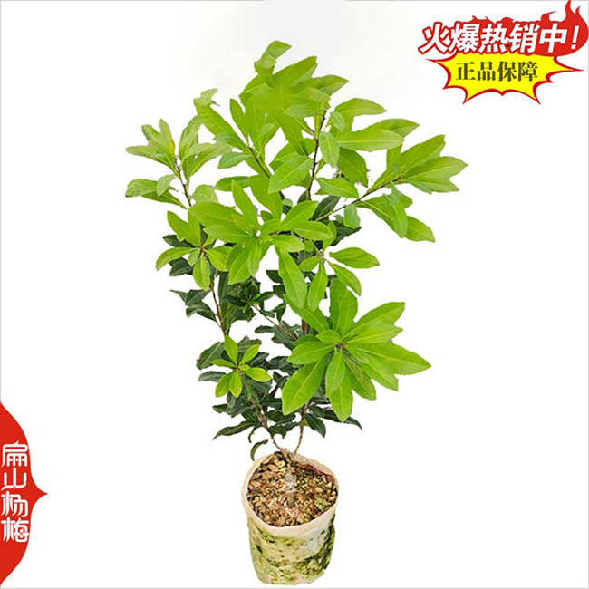 中國各省楊梅苗標(biāo)準(zhǔn)種植基地品種分類：廣東福建湖南浙江蘇廣西貴州-扁山油茶