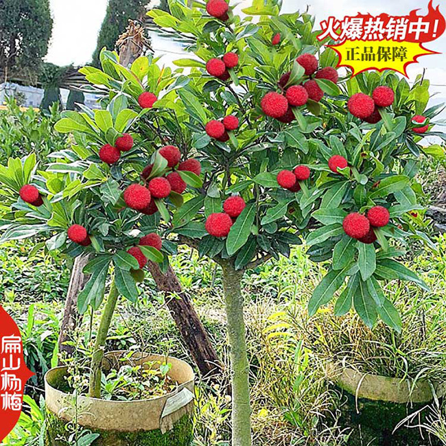 白絲楊梅苗