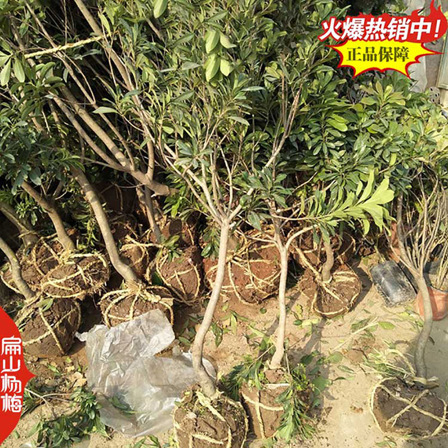 黑晶楊梅苗 防城港黑魁楊梅苗批發(fā)貨到上思東興小杯苗8元/KE