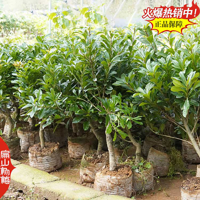 大果楊梅