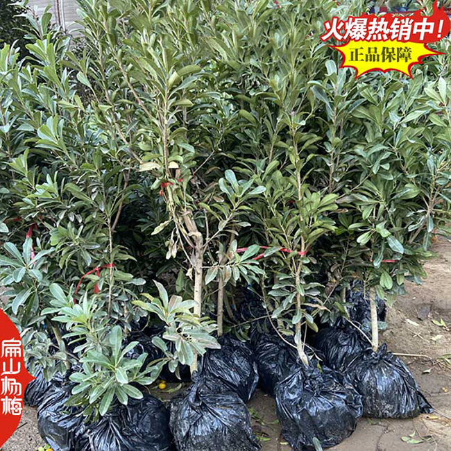 桂林水晶楊梅小苗