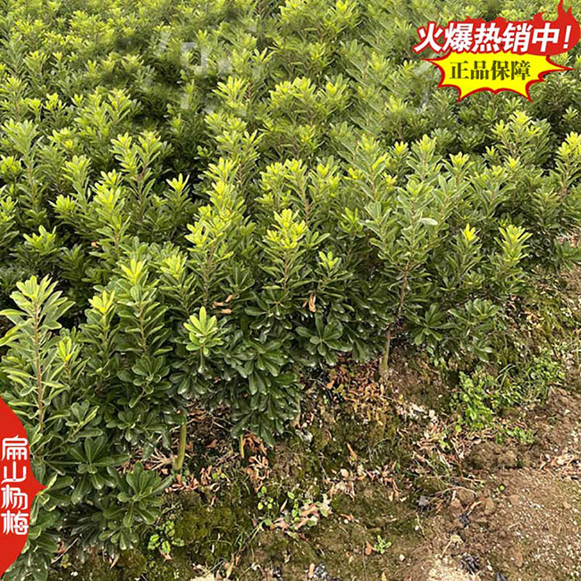 桂林小杯苗批發(fā)