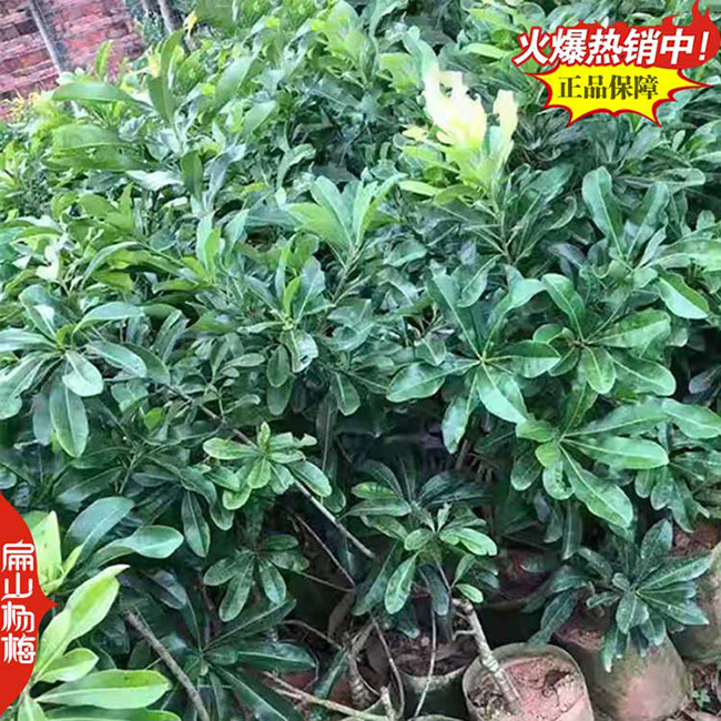 梧州楊梅小杯苗培育