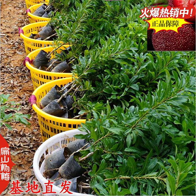 7號楊梅苗 桂林1年嫁接?xùn)|魁楊梅苗 大杯苗批發(fā)50-80CM9元/珠
